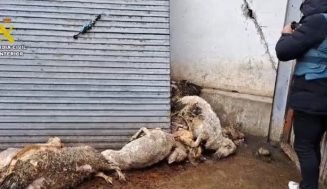 La Junta cumple con el auto judicial que ordena el sacrificio y destrucción de las ovejas de la explotación de Renedo de Esgueva