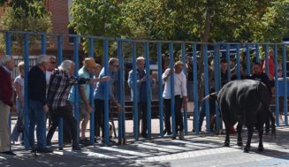 Los festejos taurinos y las actividades para peñas protagonizan la segunda jornada de las fiestas de la Salve de Boecillo