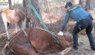 La Guardia Civil de Valladolid investiga a un vecino de Tudela como supuesto autor de un delito contra los animales