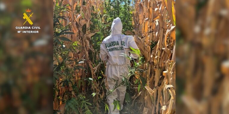 Detenidos cuatro miembros de un grupo criminal dedicado al cultivo de marihuana en Valoria la Buena