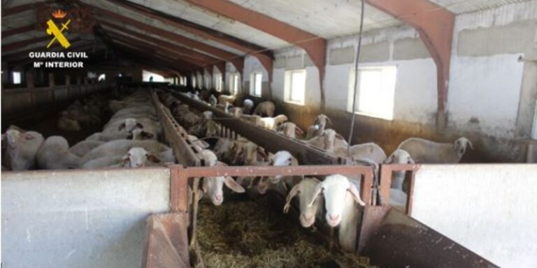 La Guardia Civil de Valladolid investiga a cuatro personas por un delito de maltrato animal en una granja ovina de Olmedo