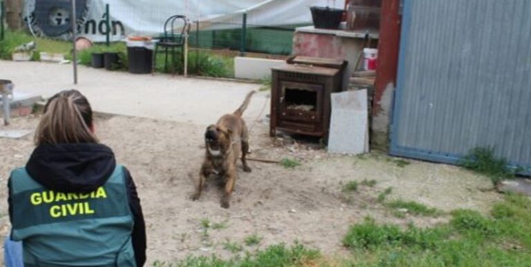 Investigan a una vecina de Olmedo por el ataque de cuatro perros a un vecino de Alcazarén y su perro