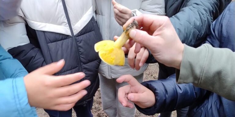 Cientos de escolares de Laguna de Duero participan en las Jornadas Escolares de Micología organizadas por el Ayuntamiento
