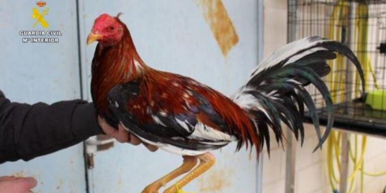 Investigan a un vecino de Valladolid por mutilar a seis gallos de raza Combatiente Español