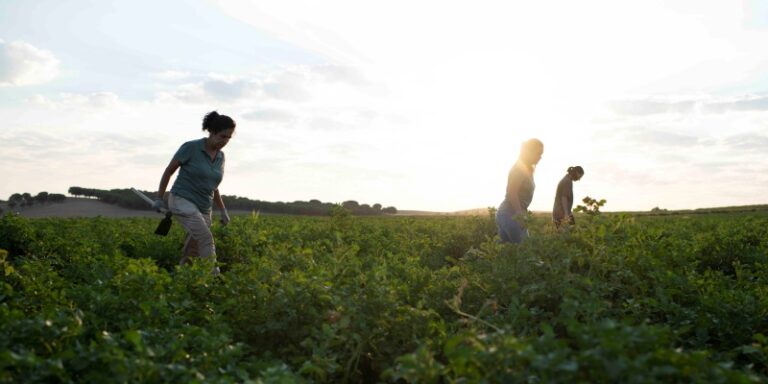 La certificación IFS Food reconoce la excelencia de Patatas Meléndez con una puntuación del 97,76 %