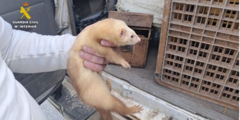La Guardia Civil interviene 12 conejos vivos, un hurón y 19 redes utilizadas para la captura ilegal de fauna silvestre