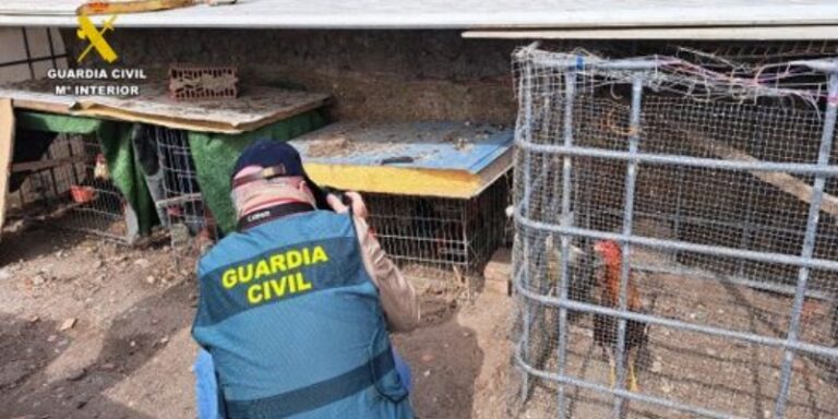 Investigado por la tenencia de 16 gallos de raza Combatiente Español que presentan mutilaciones en crestas y barbillas